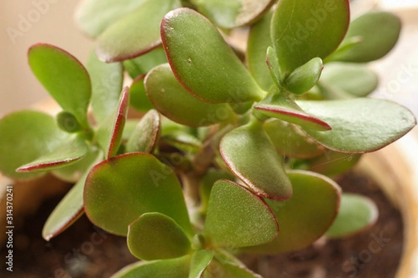 Fototapeta Succulent