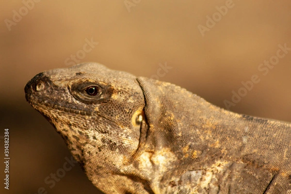 Obraz closeup of a lizard