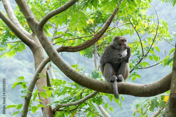 Obraz Monkey eating on a tree