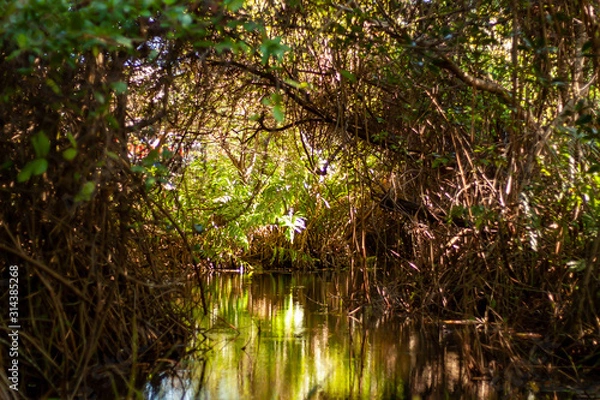 Obraz trees in water