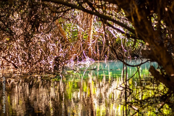 Obraz autumn in forest