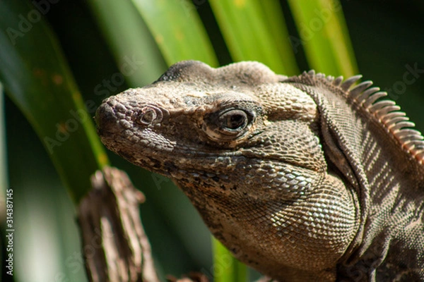 Obraz lizard on rock