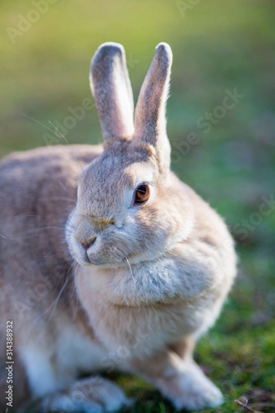 Fototapeta 冬の公園で遊んでいるウサギ