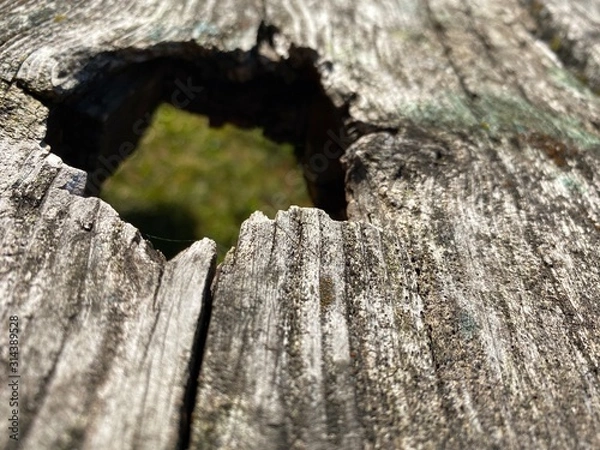 Obraz trunk of a tree