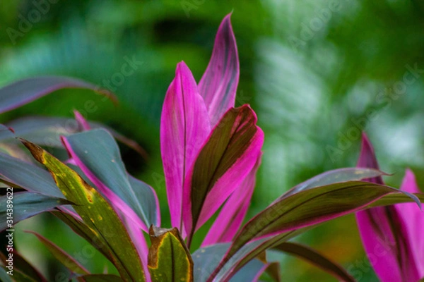 Obraz flower in garden