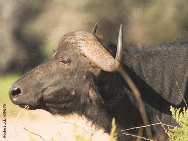 Obraz african cape buffalo