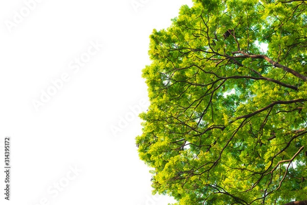 Obraz Green leaves on white background