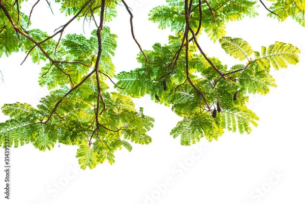 Obraz Green leaves on white background