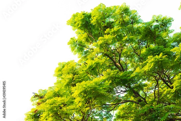 Obraz Green leaves on white background