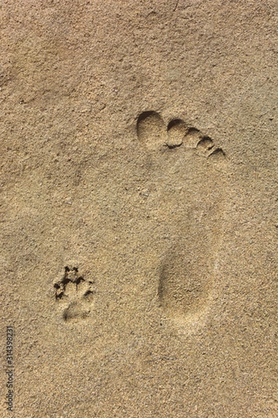 Obraz Top view of footprints of a dog and man close to each other as a concept of friendship and strong relationship between different species.
