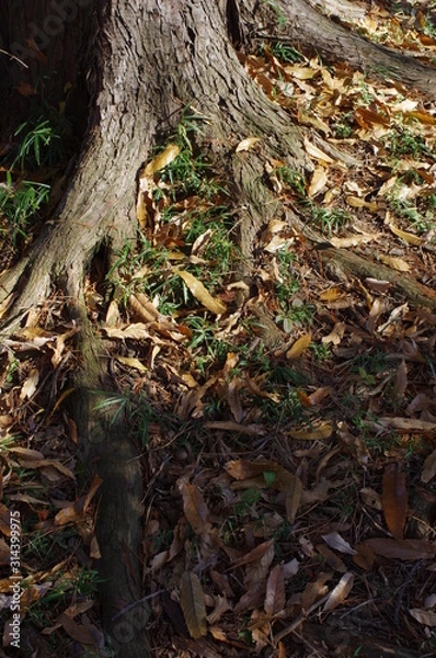 Fototapeta 木の根元の落ち葉
