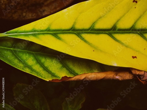 Obraz yellow leaf on green background