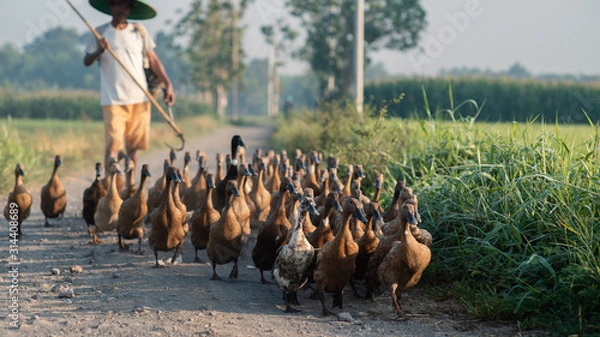 Obraz Duck Farming