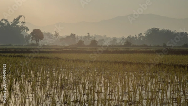 Obraz rice field landscape