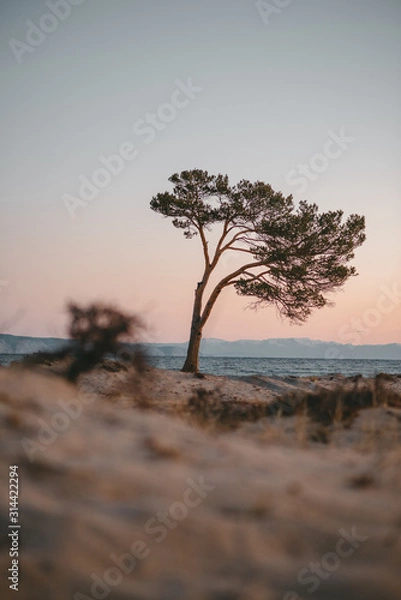 Fototapeta at dawn, a lonely tree with sprawling fluffy branches grows on a sandy beach on the banks of a clean lake