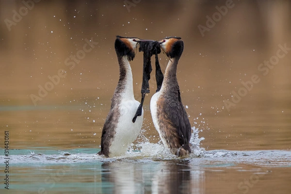 Obraz Great Crested Grebe Courtship Weed Dance