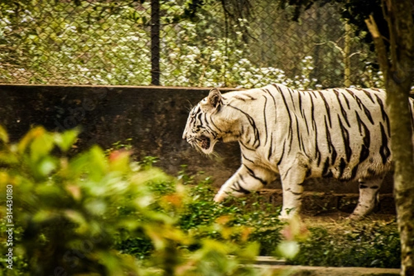 Obraz white bengal tiger