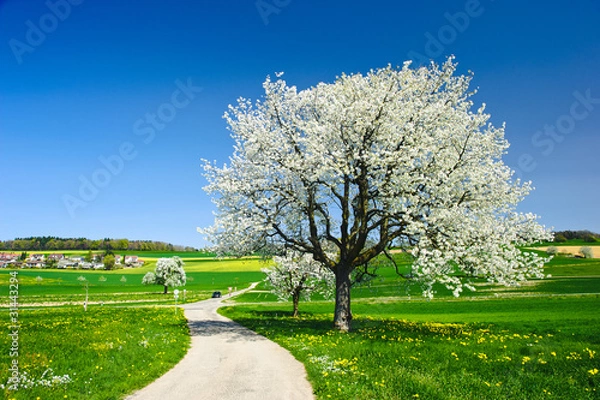 Fototapeta Blossoming trees in spring.