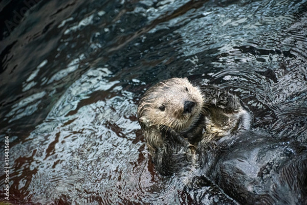 Obraz Portrait of baby otter resting and smiling in water