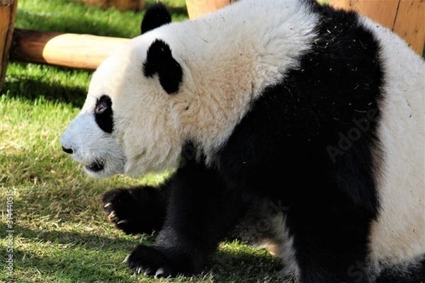 Obraz 上目使いのパンダ