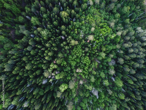 Obraz Drone view on green forest