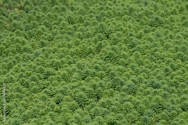 Fototapeta Water Weed tropical plant in Asia.