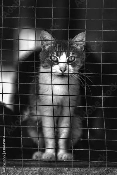 Obraz Homeless cat in a shelter for cats. Animal in the cage