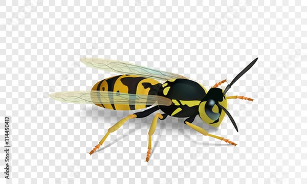 Obraz Realistic vector wasp isolated on transparent background