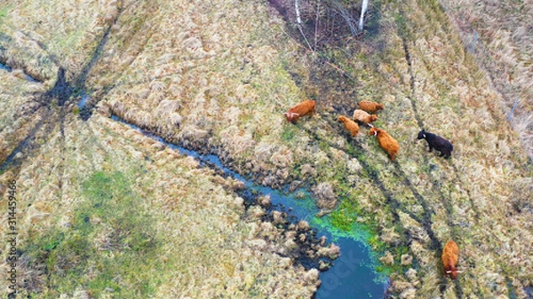 Obraz Aerial view of cows herd grazing on pasture field, top view drone pov , in grass field these cows are usually used for dairy production. Ariel view of poor dry farmlan.