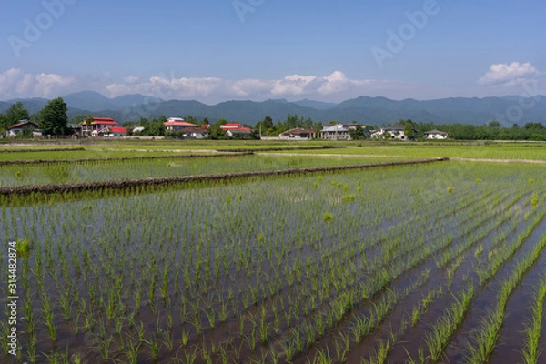 Obraz Rice fields Pareh Sar Iran