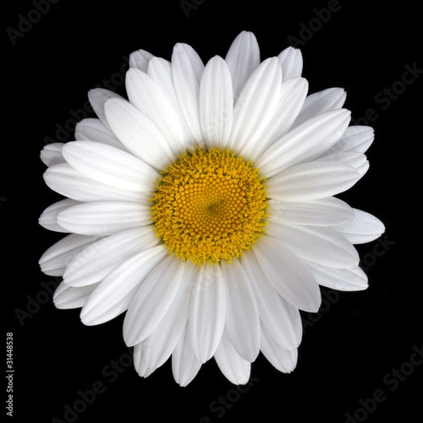 Fototapeta Shasta Daisy