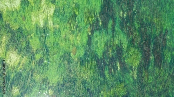 Fototapeta Aerial top down view of long waterplants under transparent clear turquoise water of river. Natural texture, background. Seaweed patterns. River flow. Trebinje, Bosnia.