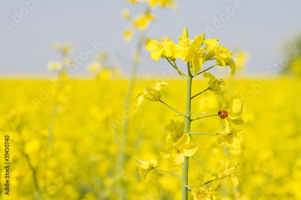 Obraz coccinelle et colza