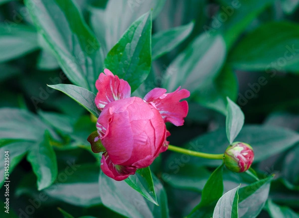 Obraz Pion. close-up. Red flower. floral background