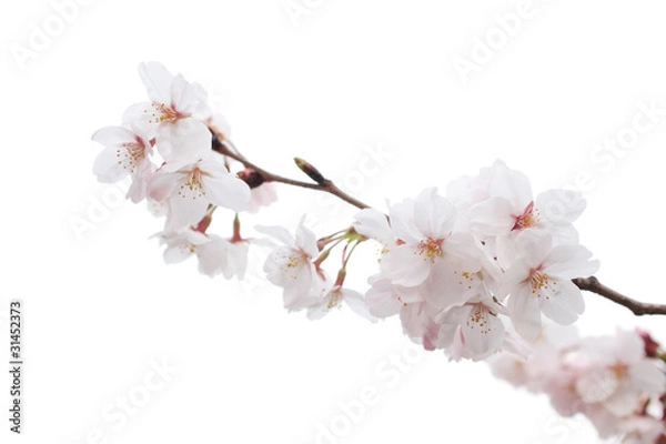 Obraz Cherry blossom