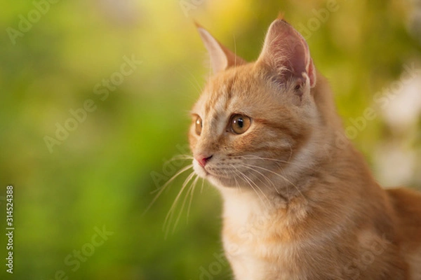 Fototapeta summer portrait of a red cat on a background of greenery, pets concept, cute kitten walks in the yard