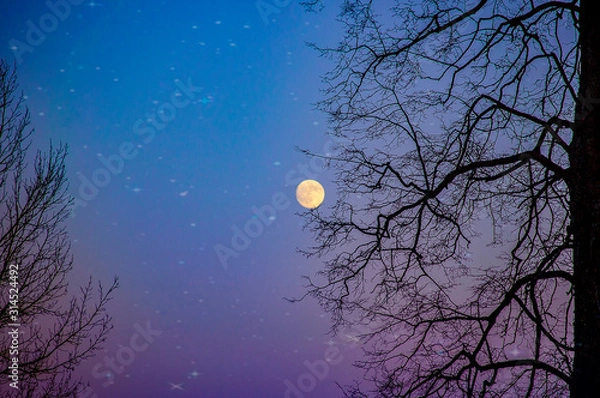 Obraz full moon and tree