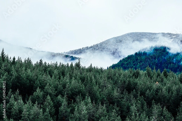 Obraz Foggy autumn forest valley, mystical valley background. Pine trees silhouettes in a morning fog, blue colors.