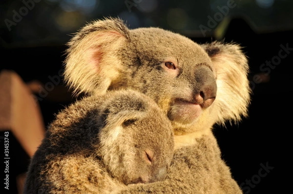 Obraz Koala trzyma ją śpiącego Joeya