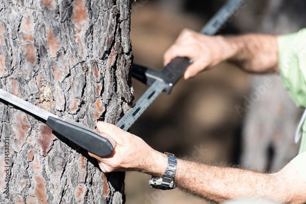 Obraz Mesurer le diamètre d'un arbre
