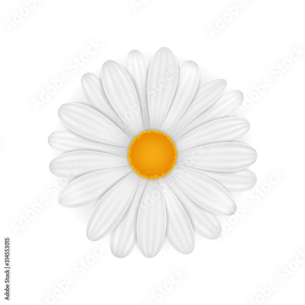 Fototapeta Chamomile. Vector realistic flower isolated on white background.