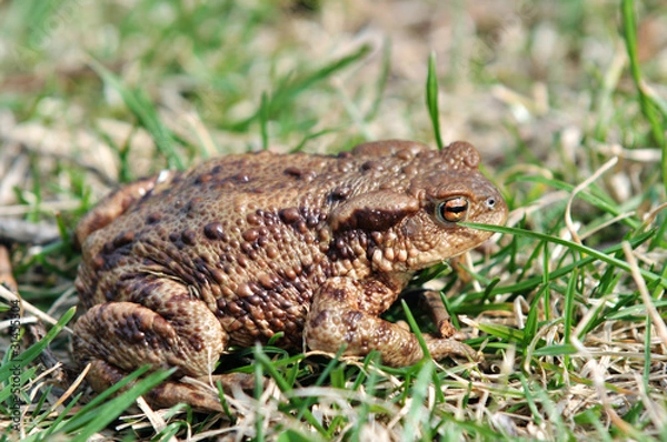 Obraz Brown frog in the grass - side view