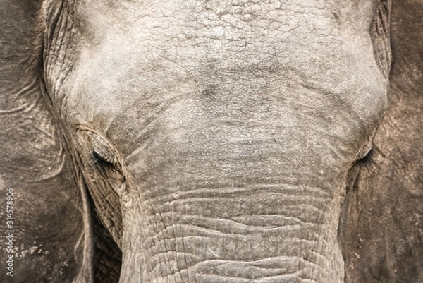 Obraz African Elephant head close-up	
