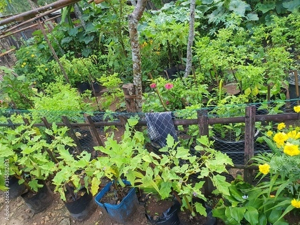 Obraz plants in the garden