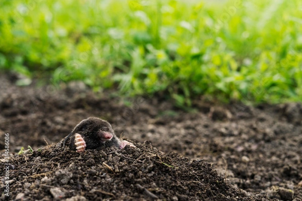 Fototapeta mole sticking out of earth.