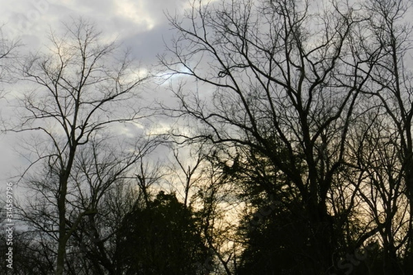 Obraz January sunset