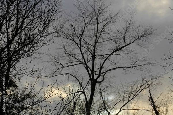 Fototapeta January sunset