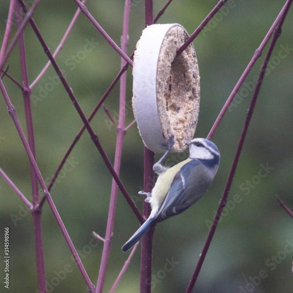 Fototapeta Wintervögel 2021