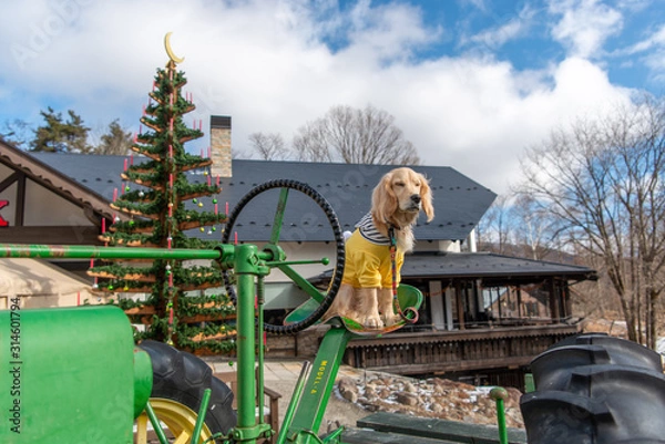 Fototapeta 萌木の村_ゴールデンレトニエル