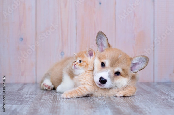 Fototapeta Corgi puppy hugs a British kitten on the floor in the house